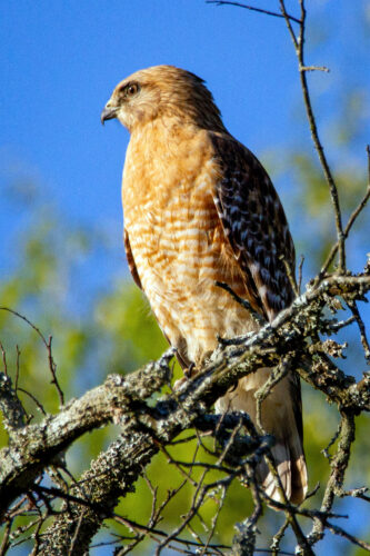 These Pa. birds will be renamed as  watchers reckon with racism, inclusion